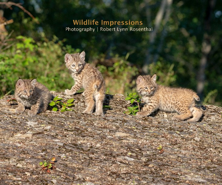 Wildlife Impressions Photography | Robert Lynn Rosenthal nach Robert Lynn Rosenthal anzeigen