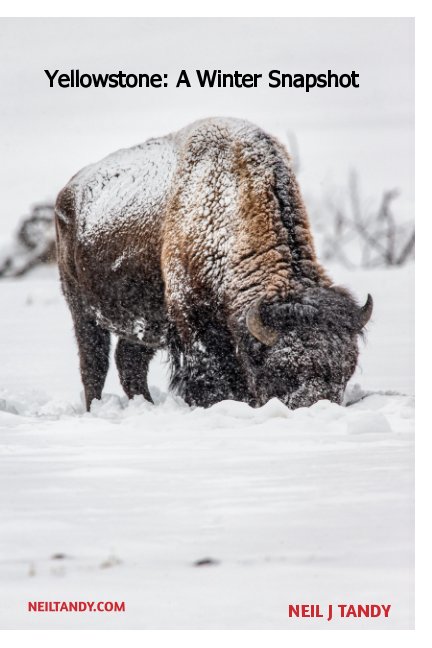 View Yellowstone: A Winter Snapshot by Neil J Tandy