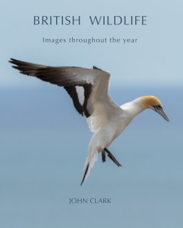 British Wildlife book cover