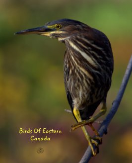 Birds Of Eastern Canada book cover