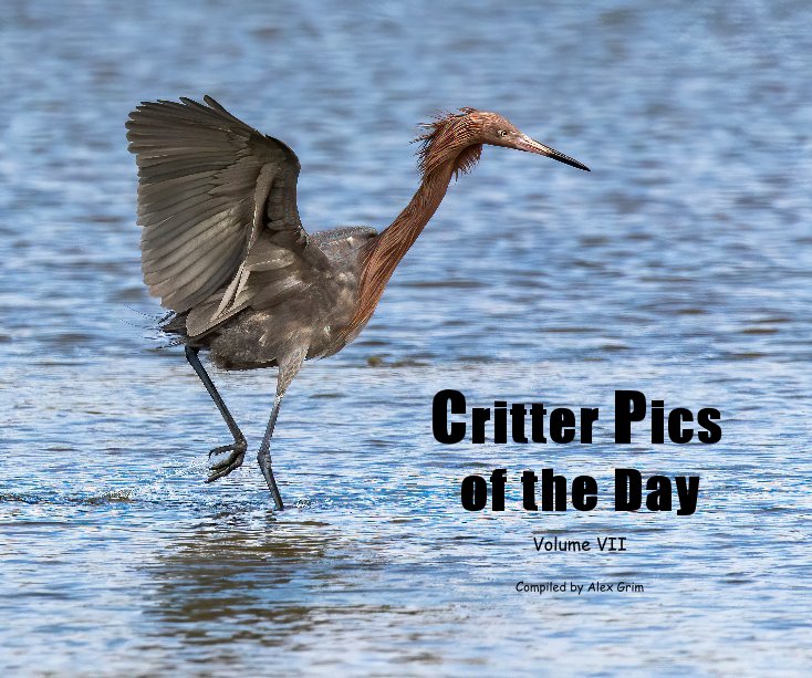 Visualizza Critter Pics of the Day di Compiled by Alex Grim