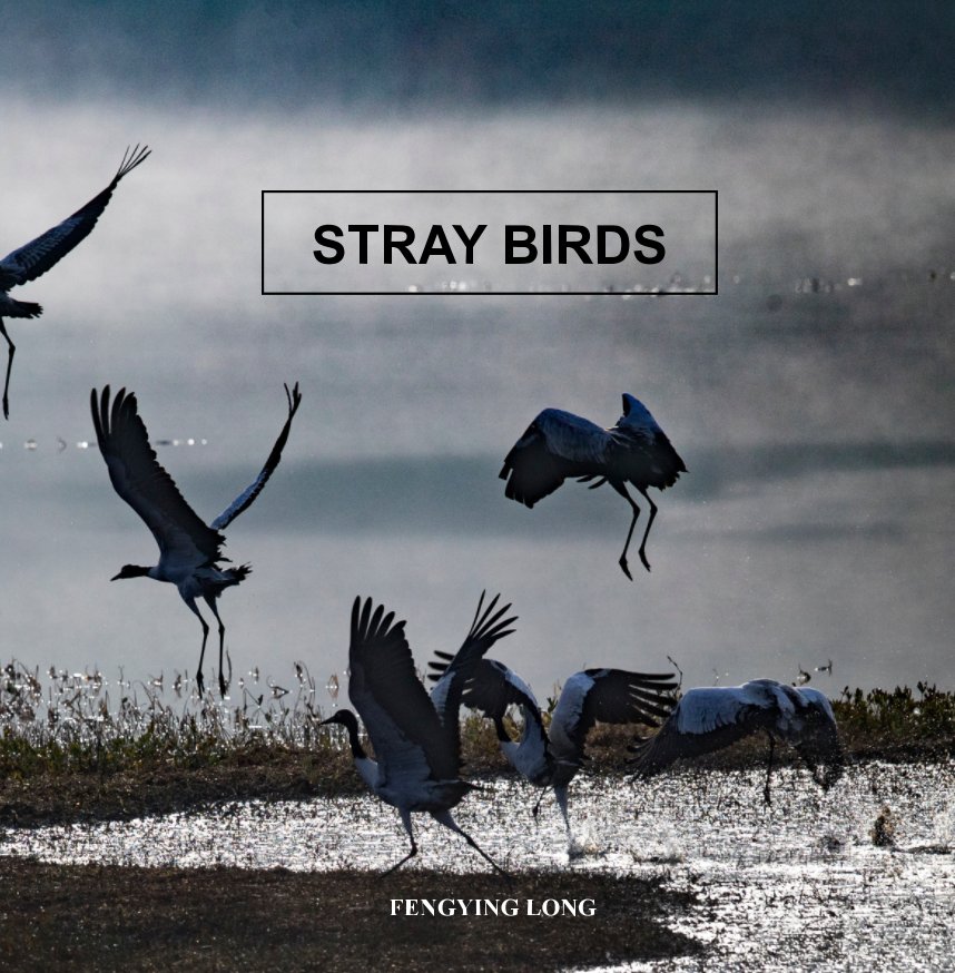 View Stray Birds by Fengying Long