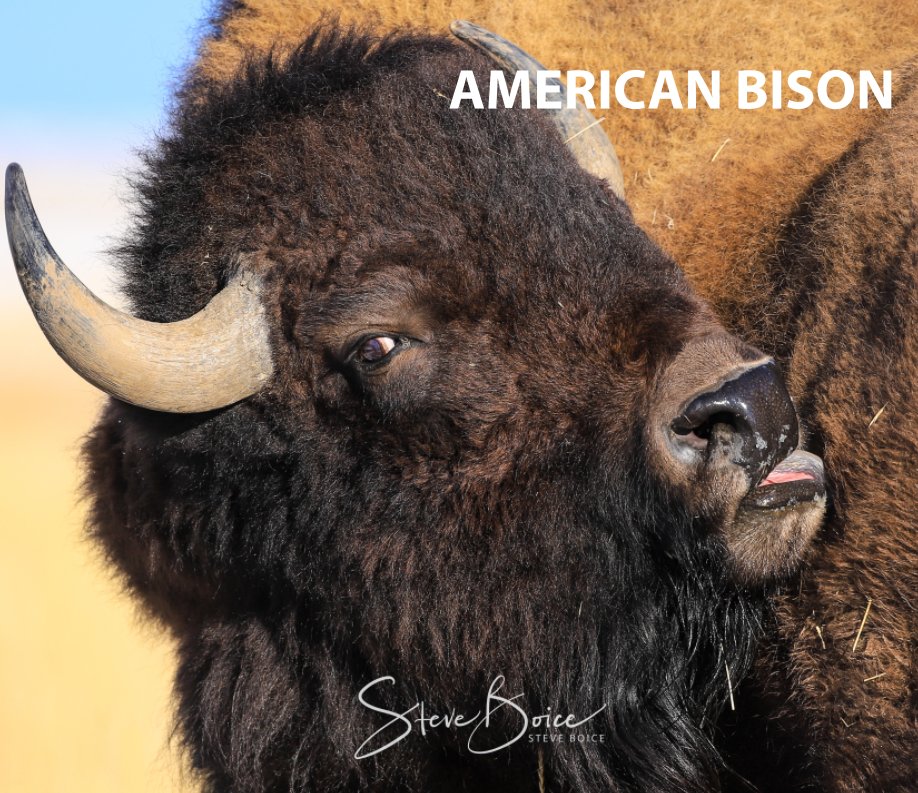 View American Bison by Steve Boice