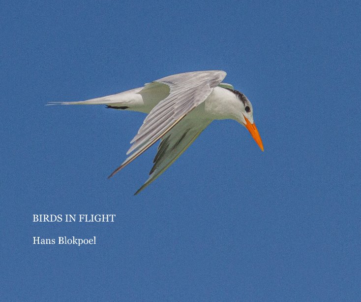 Ver BIRDS in FLIGHT por Hans Blokpoel