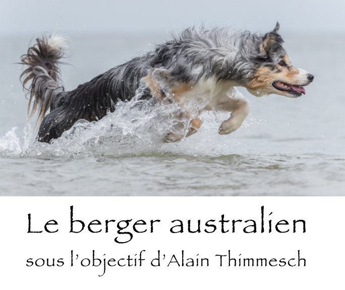View Le berger australien sous l'objectif d'Alain Thimmesch by Alain Thimmesch