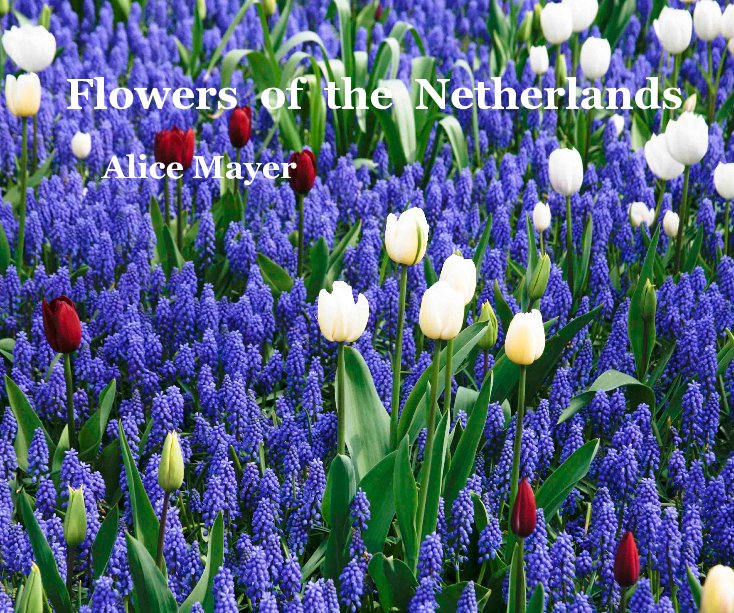 View Flowers of the Netherlands by Alice Mayer