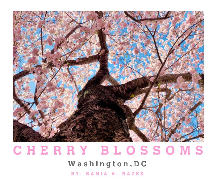 View Cherry Blossoms Washington, DC by Rania A. Razek