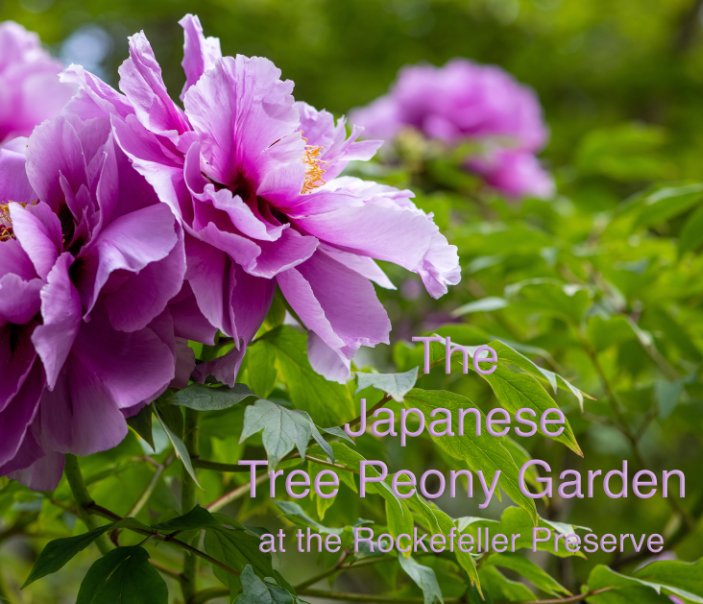Visualizza The Japanese Tree Peony Garden di Maureen C. Koeppel