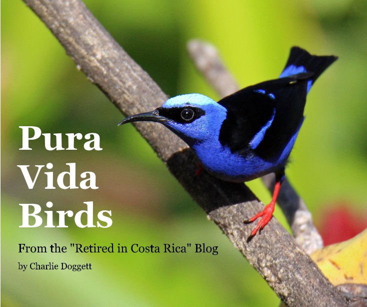 View Pura Vida Birds by Charlie Doggett