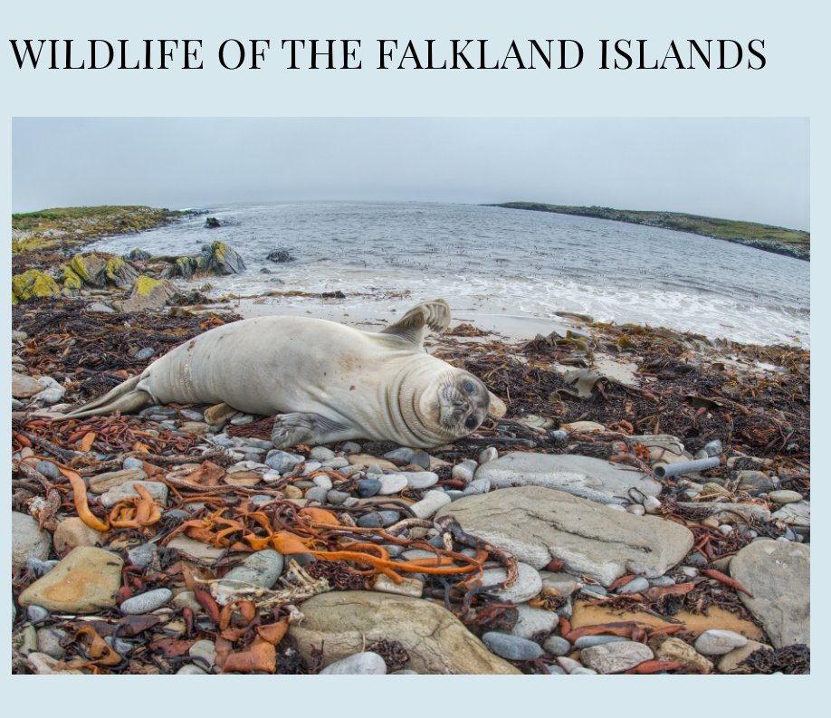 View Wildlife of the Falkland Islands by Russell Price, Audrey Price
