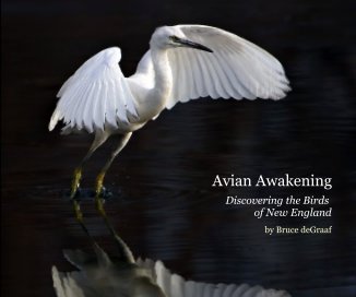 Avian Awakening (10x8 Edition) book cover