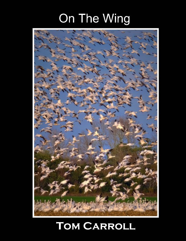 View On The Wing by Tom Carroll