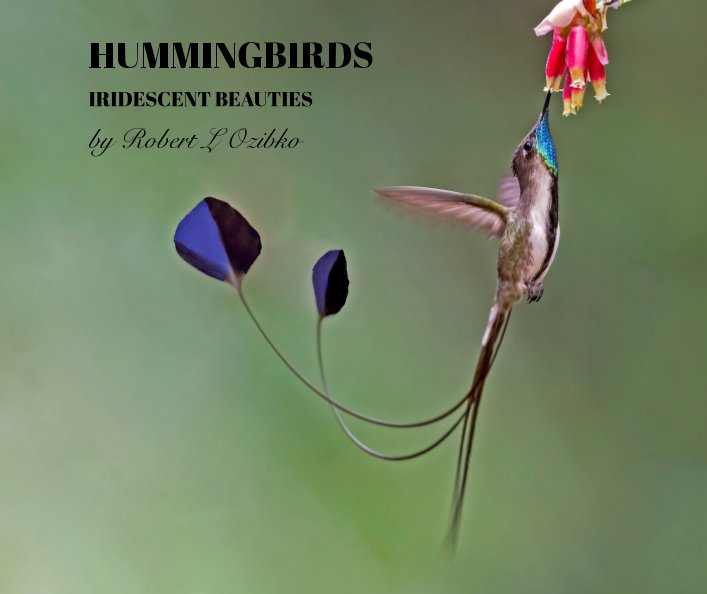 View Hummingbirds by Robert L Ozibko