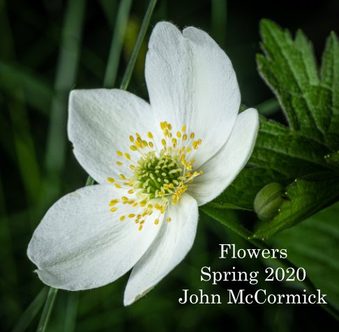 View Flowers Spring 2020 by John McCormick