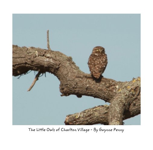 Visualizza Little Owls of Charlton Village di Gwynne Penny