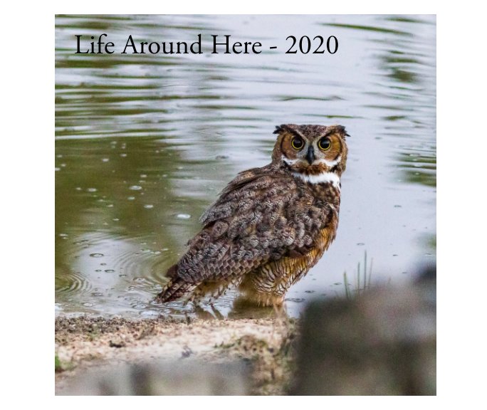 View Life Around Here 2020 by Steven R Coffin