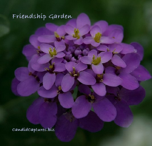 View Friendship Garden by Candid Captures