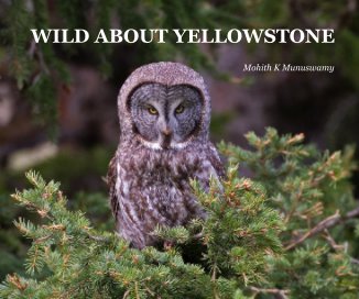 WILD ABOUT YELLOWSTONE book cover