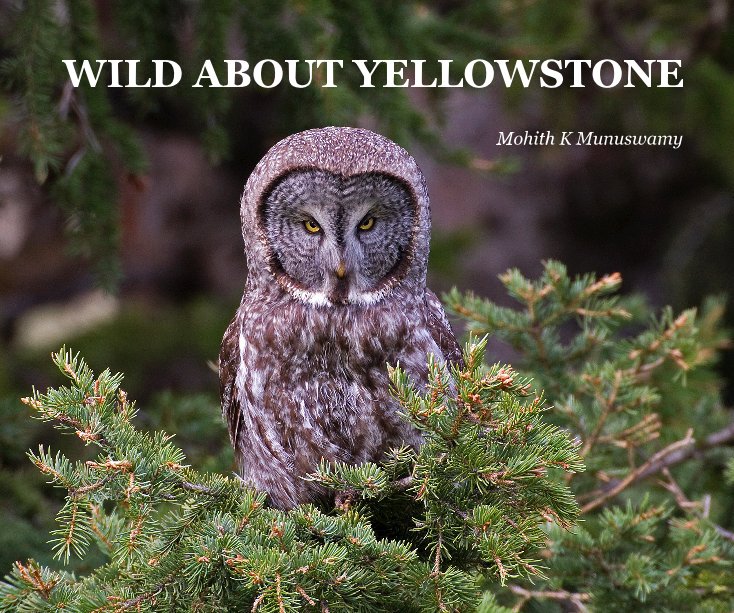 View WILD ABOUT YELLOWSTONE by Mohith K Munuswamy