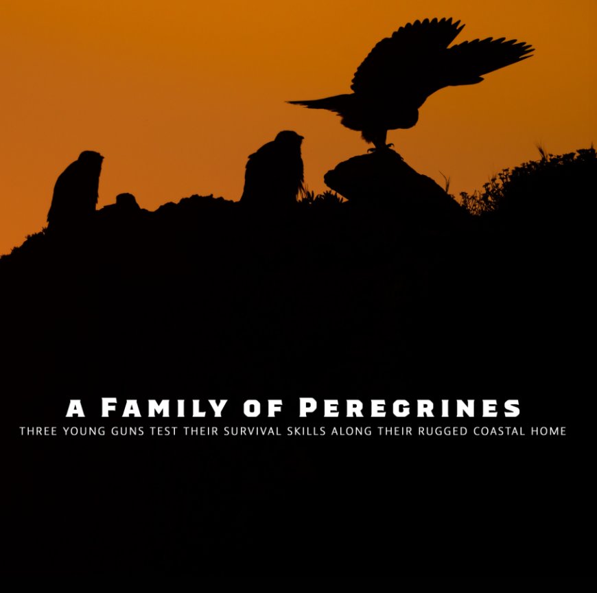 View A Family of Peregrines by Josh Asel