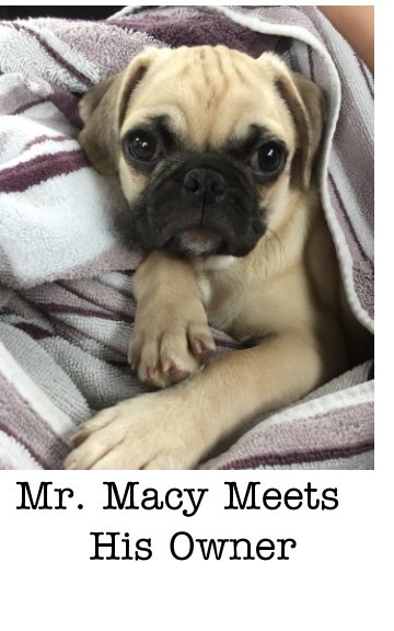 View Mr. Macy Meets His Owner by Mary M. Finnen