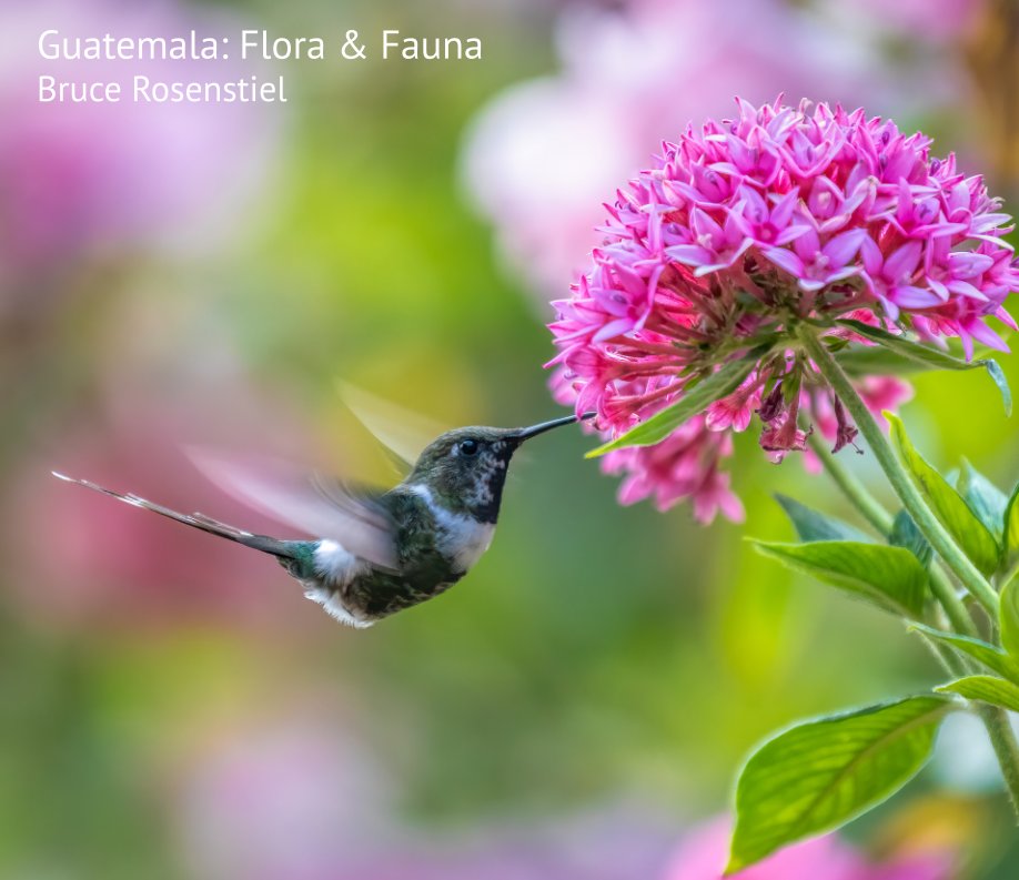 View Guatemala: Flora and Fauna by Bruce Rosenstiel