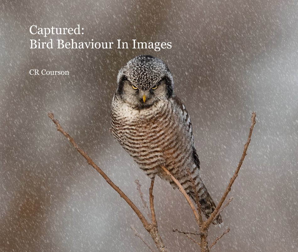 View Captured: Bird Behaviour In Images by CR Courson