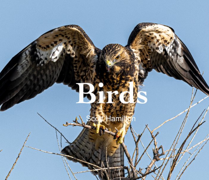 Ver Birds por Scott Hamilton