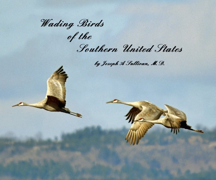 Visualizza Wading Birds of the Southern United States di Joseph A Sullivan