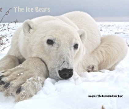 The Ice Bears book cover