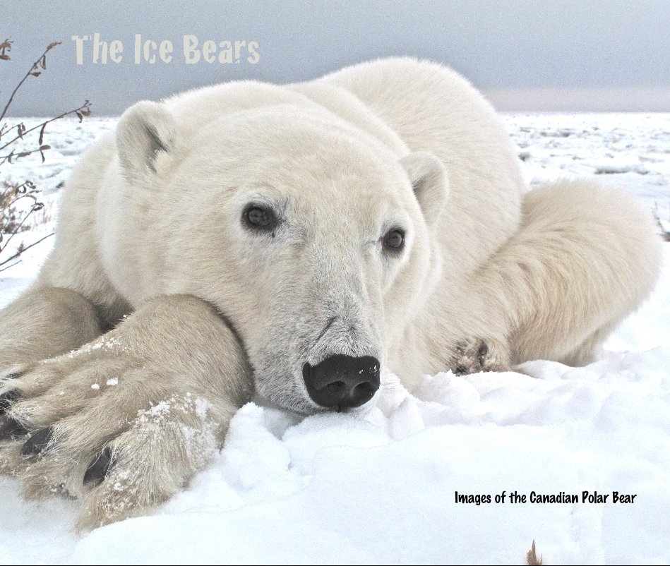View The Ice Bears by Images of the Canadian Polar Bear