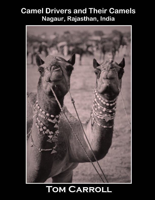 View Camel Drivers and Their Camels by Tom Carroll