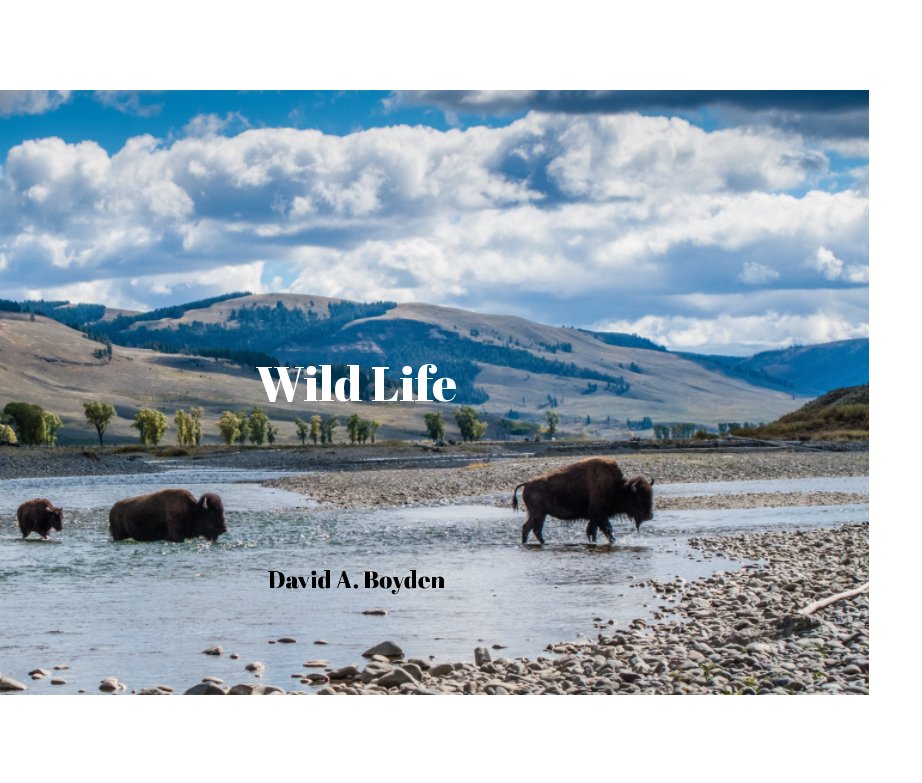 View Wild Life by David A. Boyden