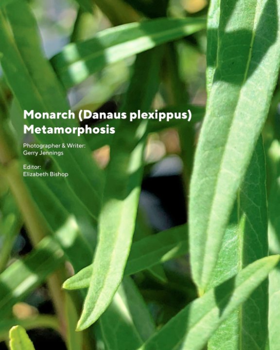 View Monarch (Danaus plexippus) 
Metamorphosis by Gerry Jennings