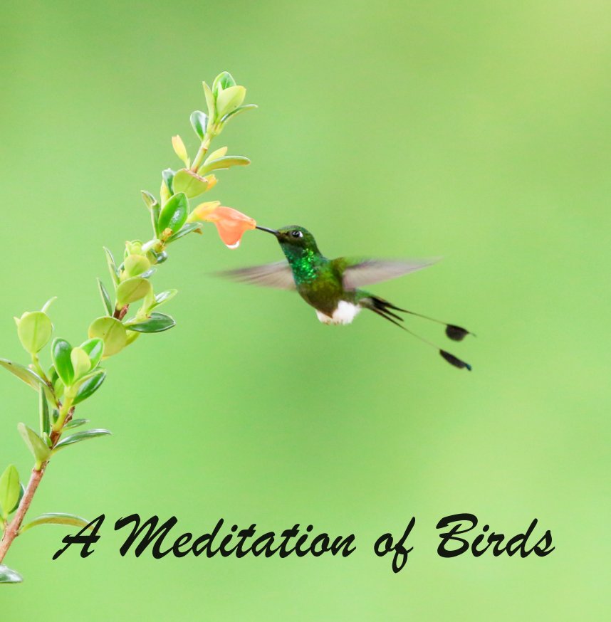 View A Meditation of Birds  (3) by Edward Celnicker