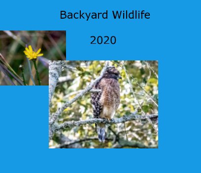 backyard wildlife 2020 book cover
