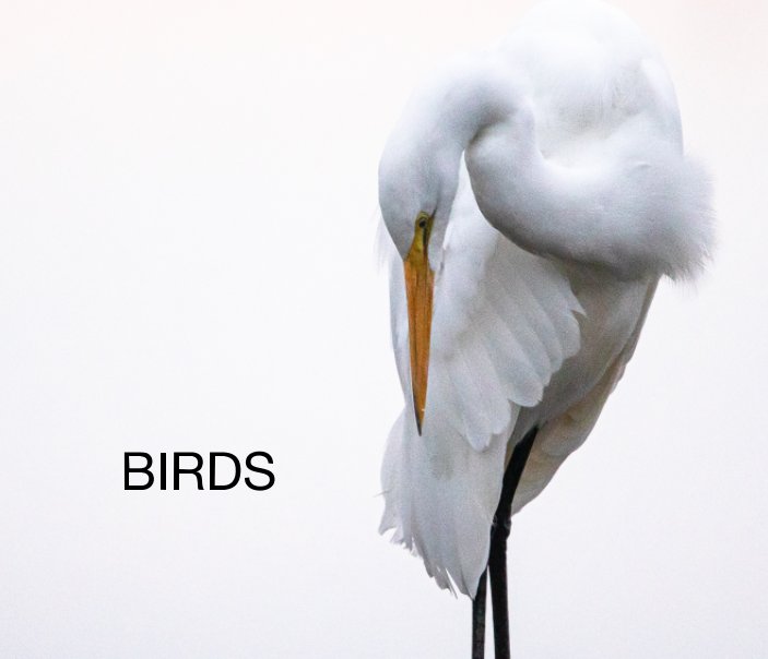 Bekijk Birds op Steve Weinik