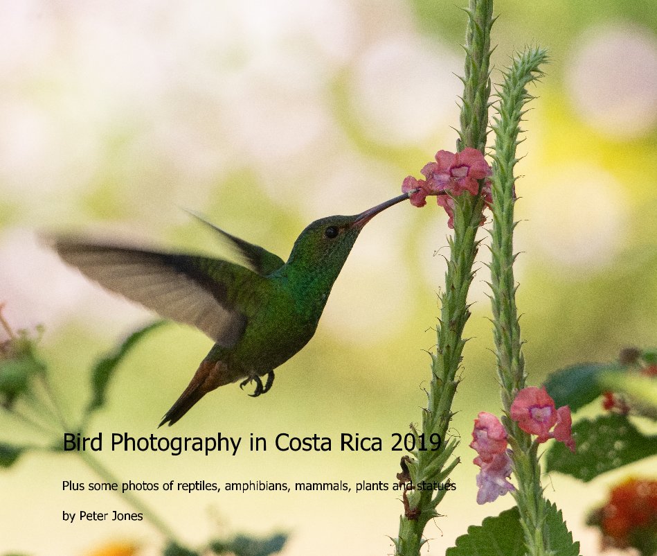 View Bird Photography in Costa Rica 2019 by Peter Jones