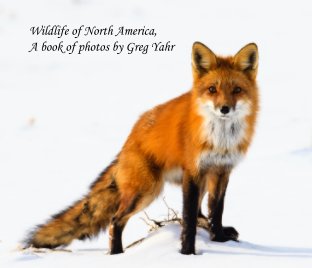 North American Wildlife book cover