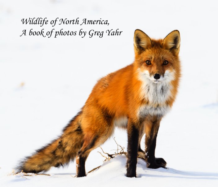 View North American Wildlife by Greg Yahr