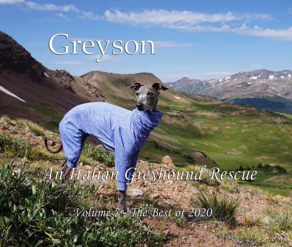 Visualizza Greyson An Italian Greyhound Rescue di William Pelander