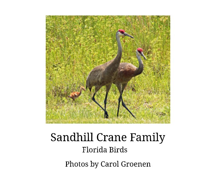 Visualizza Sandhill Crane Family di Carol Groenen