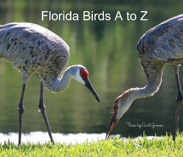 View Florida Birds A to Z by Carol Groenen