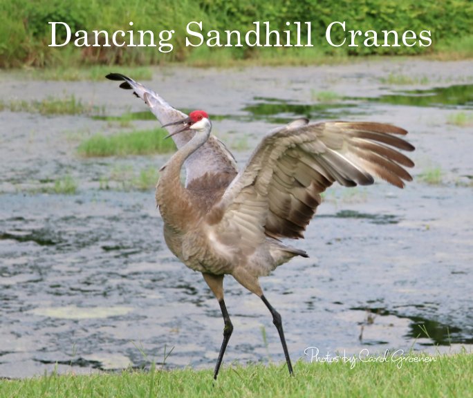 View Dancing Sandhill Cranes by Carol Groenen