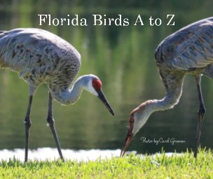 Florida Birds A to Z book cover