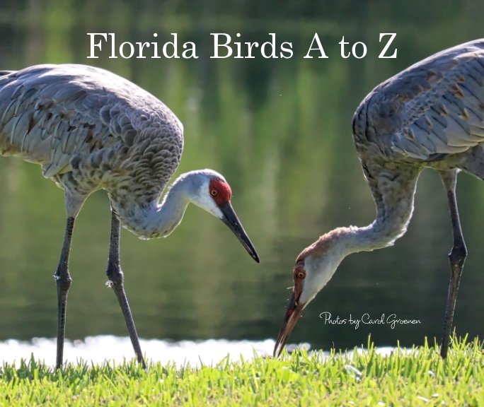 View Florida Birds A to Z by Carol Groenen