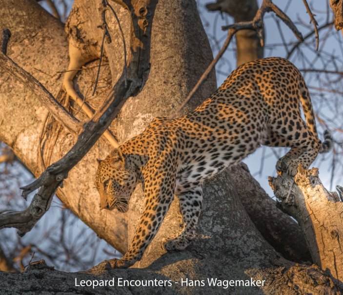 View Leopard Encounters by Hans Wagemaker