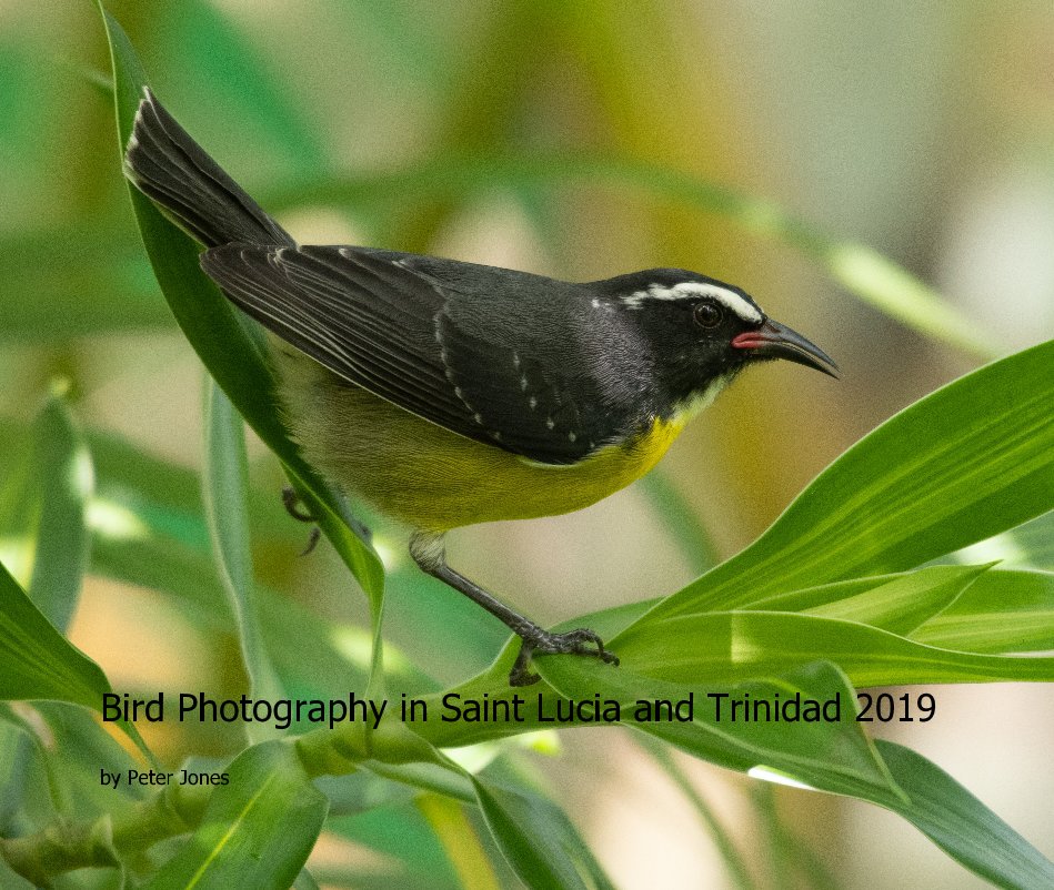View Bird Photography in Saint Lucia and Trinidad 2019 by Peter Jones