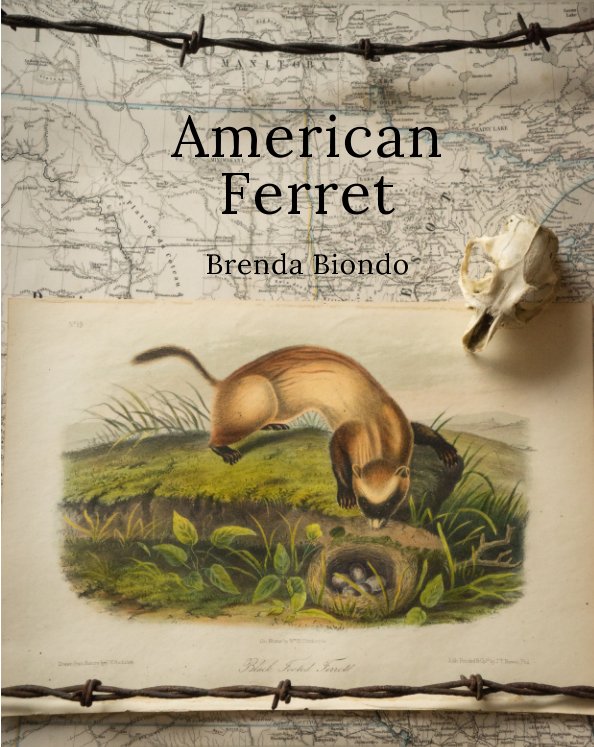 View American Ferret by Brenda Biondo