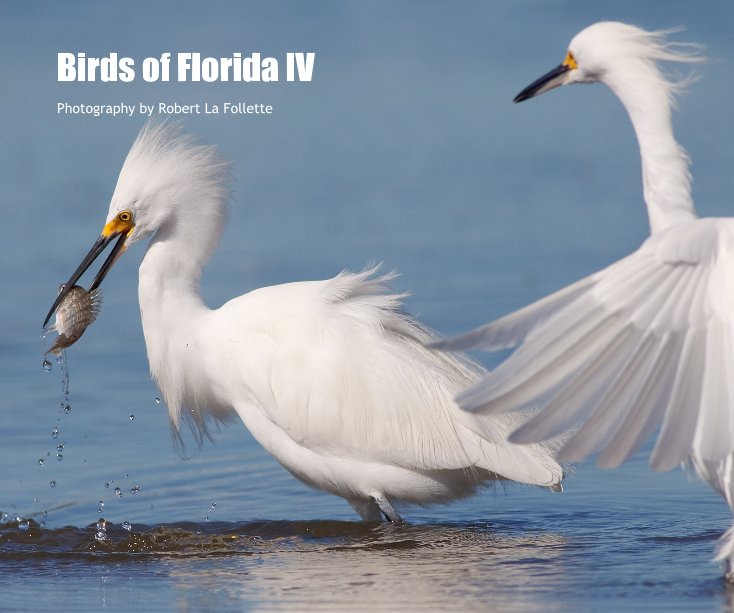 View Birds of Florida IV by Robert La Follette